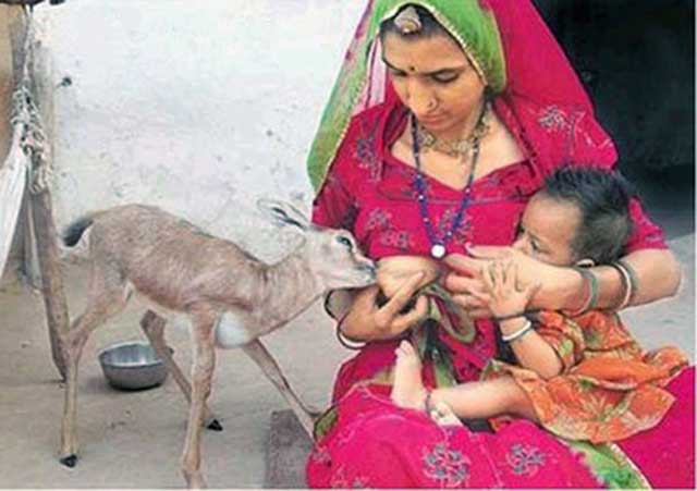 در فرتور بانوی هندی را در حال شیر دادن یه یک آهوی کوچک که مادرش را از دست داده است مشاهده می کنید، باید گفت چه محبت عمیقی بین انسان و حیوان می تواند وجود داشته باشد، ایرانیان نیز باید چون اجداد خویش با حیوانات مهربان باشند.