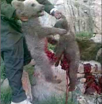 این شکارچی ناجوانمرد که از انسانیت و محبت بویی نبرده است پس از کشتن خرس مادر، دو توله خرس بینوا را نیز کشته و دل و روده های شان را بیرون کشیده است. اکنون آن شکارچی دیوانه با وثیقه ۲۰ میلیون تومانی آزاد شده است.