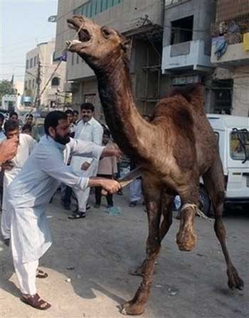 کشتن شتر، یکی دیگر از ستمگری های اسلام است. از جامعه اسلامی که بگذریم، در جایی دیگر چنین بی رحمی و سنگدلی دیده نمی شود.