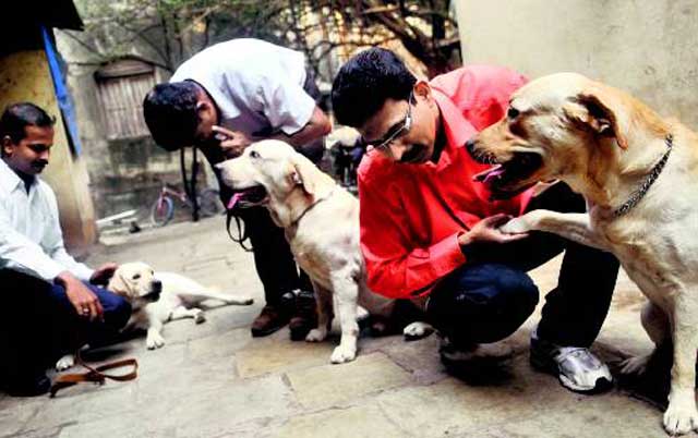 شماری از سگ های آموزش دیده که در خدمت پلیس هندوستانند و می توانند مواد مخدر، مواد بمب گذار و آتش ساز را پیش بینی کنند.