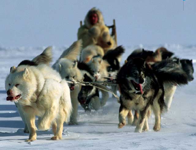سگ های اسکیمو ها در کانادا و قطب شمال که در حمل و نقل افراد کیلو متر ها بر روی برف و یخ کمک می کنند و بزرگترین خدمتگذار آنان می باشند.