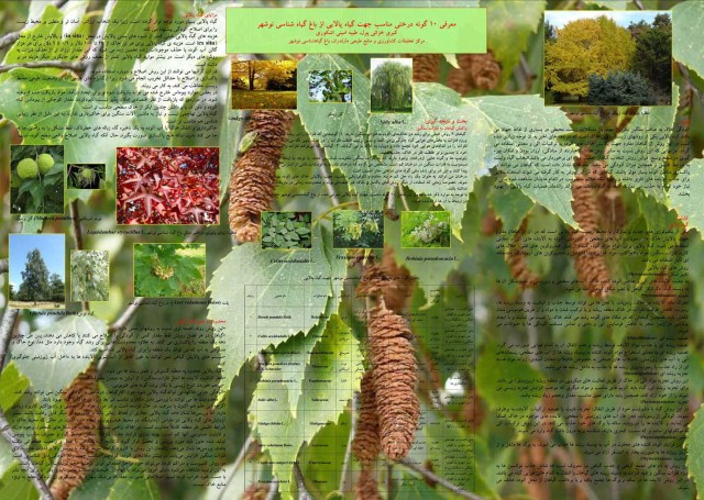 در تصویر بالا، شماری از گیاهان استثنایی باغ گیاه شناسی نوشهر دیده می شود. گیاهانی که از سوی رژیم ضد ایرانی و ضد فرهنگ کمر به قتل آنان بسته شده است.