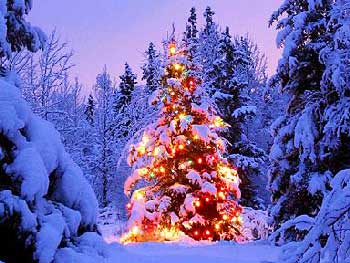 به راستی ایام کریسمس آنهم با درختان پوشیده از برف، و چراغانی آنان چه زیبا و شور انگیز است. صحنه هایی که در هر گوشه و کنار مانند تابلو نقاشی خوش منظر و زیبا و فراموش نشدنی است. 