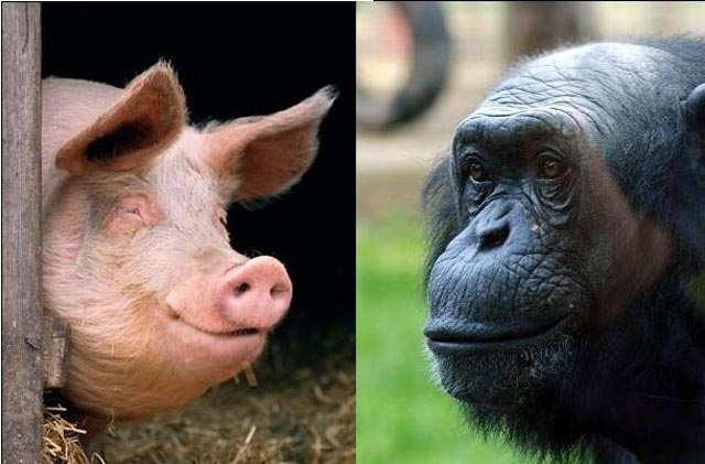 شامپانزه و خوک دو جانوری که به انسان شباهت بسیاری دارند.