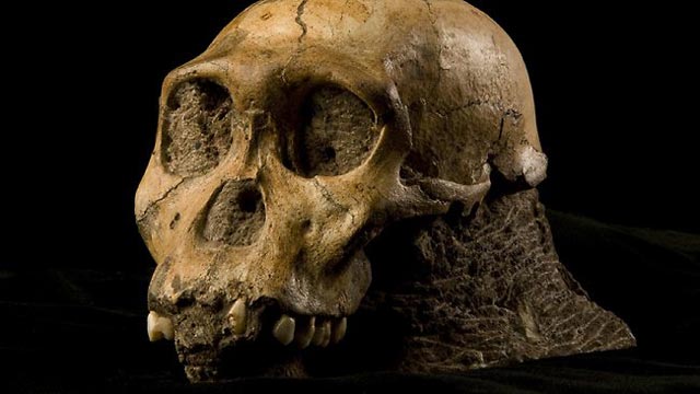اسکلت سر انسان اولیه که شباهت و نزدیکی بسیار زیادی با خوک و شامپانزه دارد.
