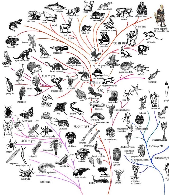 (این نقشه فرگشت و شباهت موجودات را نشان می دهد واین که "هوش" چگونه تکامل یافت)