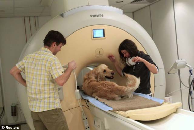 سگی در آزمایشگاه دیده می شود که با دریافت علامت و سیگنال های صوتی واکنش نشان می دهد.