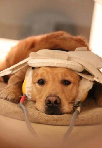سگی که در آزمایشکاه در مورد احساس و بازتاب های انفعالی مورد آزمایش قرار می گیرد.