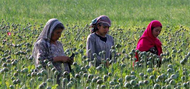 یکی از صدها مزرعه کشت تریاک در افغانستان که سالانه هزاران نفر را از تندرستی و هستی ساقط کرده و یا به کام مرگ می کشاند.