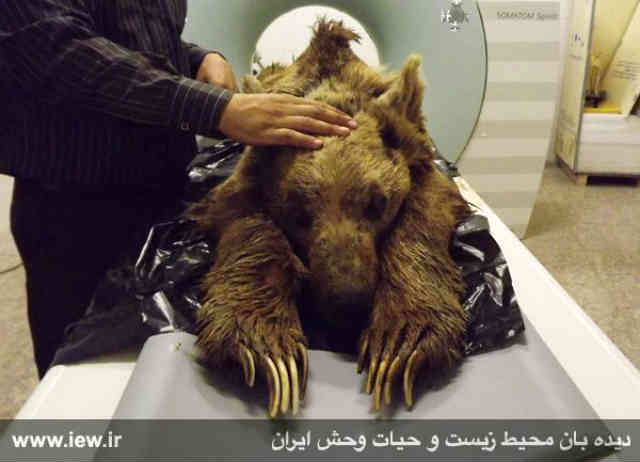 در سر و بدن این خرس بینوا بیش از صد ساچمه پیدا شد! کدام حیوان حاضر است چنین جنایتی بکند؟!