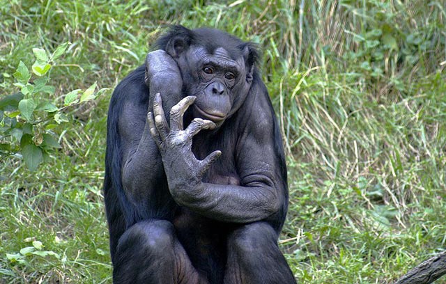 آیا شباهت ژنتیک شامپانزه با انسان هیچ دلیل ندارد؟ ما از کره دیگری آمده ایم؟ پس چرا میمونها ۹۵ درسد با ما یکریشه هستند؟- (باران بهاری)