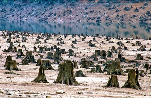 جنگلی که در اورگون آمریکا درخت های آن را بریده اند تا در آنجا یک منبع  و ذخیره گاه بزرگ آب بسازند..