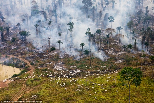 جنگ با طبیعت با سوزان جنگل ها و رها کردن گوسفندان برای چرا در میان آنها در آمازون برزیل.