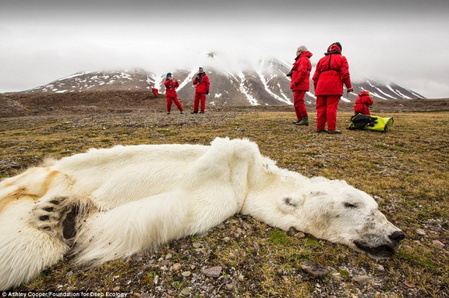 خرسی که در سوائیباند نروژ در راه رسیدن به دریای یخبندان از بین رفته و همچنان بر روی زمین مانده است.