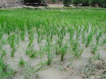 قیمت آبی که برای تولید برنج استفاده می شود از خود برنج بیشتر است!  بهتر نیست بجای تولید برنج ، محصولی مناسب شرایط خشکسالی کشور کشت کنیم؟
