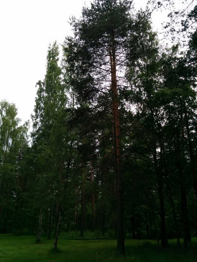 درختان سر به فلک کشیده و ب‍زرگی که فنلاند را در میان جنگلی بی انتها و عظیم جای داده است.