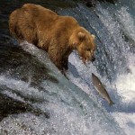 فرتور لحظه شکار یک ماهی قزل آلا توسط خرس قهوه ای را نشان می دهد، این فرتور ثابت می کند که بقا و پایداری جمع، دسته، نژاد و گروه از زندگی یک فرد (حیوان) ارزش بیشتری دارد. ماهی ها خلاف جهت آب شنا کرده تا بتوانند محل مناسبی برای تخم ریزی بیابند و خطر شکار شدن توسط خرس ها را نیز برای حفظ و بقای نسل شان به جان می خرند.