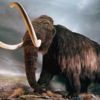 کشف جسد فیل ۳۹۰۰۰ پیش در یخبندان سیبری