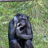 (آیا شباهت ژنتیک شامپانزه با انسان هیچ دلیل ندارد؟ ما از کره دیگری آمده ایم؟ پس چرا میمونها 95 درسد با ما یکریشه هستند؟)