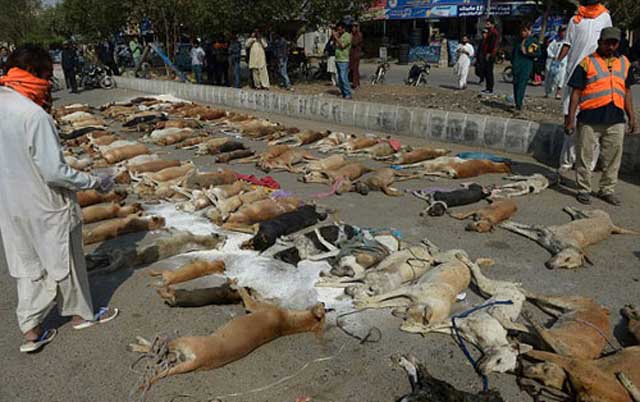 اینهم کشتار سگ های بی آزار با گوشت آلوده است.که حکومت اسلامی پاکستان در ایالت سند انجام داده است. آیا جنایتی از این بالاتر دیده می شود؟!.