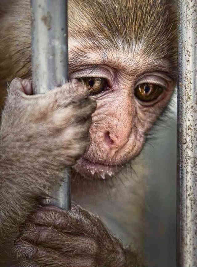 چه کسی می گوید حیوانات احساسات ندارند؟ یک نگاه به این میمون بینوا بکنید! انسان خودخواه چه بلایی سر سایر جانداران آورده؟!