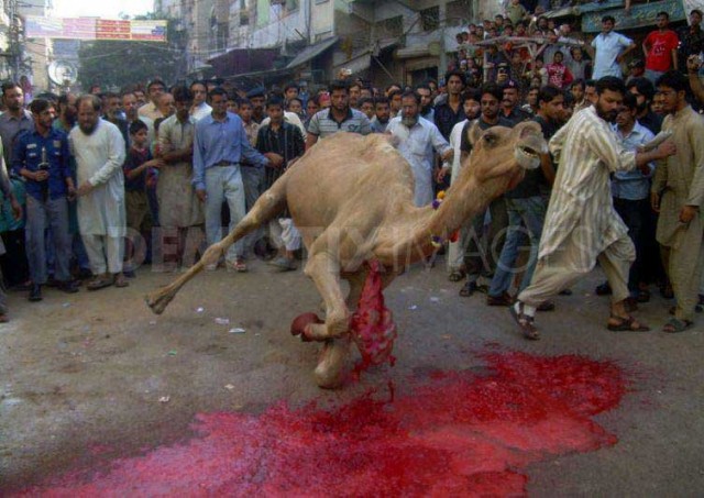 a-camel-being-sliced-open-islamic-festival-640x453