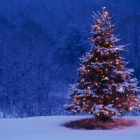 به راستی ایام کریسمس آنهم با درختان پوشیده از برف، و چراغانی آنان چه زیبا و شور انگیز است. صحنه هایی که در هر گوشه و کنار مانند تابلو نقاشی خوش منظر و زیبا و فراموش نشدنی است.